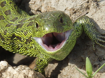 click for enlarge 1024 X 768 363,7 Kb picture