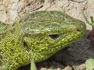 click for enlarge 1024 X 768 393,6 Kb picture