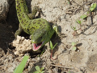 click for enlarge 1024 X 768 313,3 Kb picture