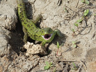 click for enlarge 1024 X 768 331,8 Kb picture