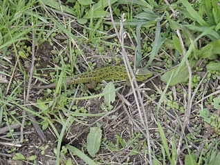 click for enlarge 1843 X 1382 721,1 Kb picture