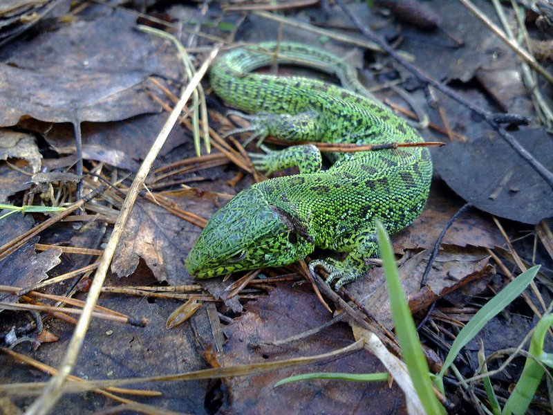 click for enlarge 1500 X 1125 369,7 Kb picture