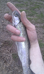 click for enlarge 1552 X 2592 304,0 Kb picture