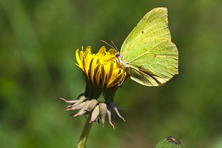 click for enlarge 1024 X 680 156,1 Kb picture