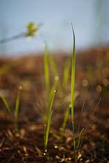 click for enlarge 533 X 800 298,4 Kb picture