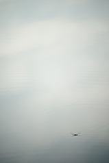 click for enlarge 533 X 800 172,8 Kb picture