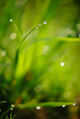 click for enlarge 533 X 800 313,9 Kb picture
