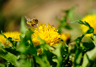 click for enlarge 800 X 559 412,3 Kb picture
