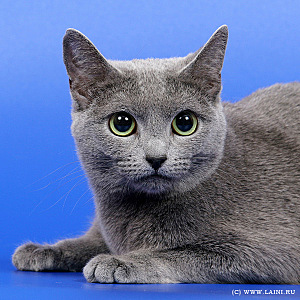 click for enlarge 600 X 600 128,3 Kb picture