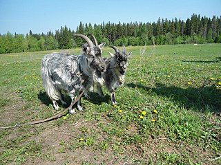 click for enlarge 1280 X 960 450,8 Kb picture