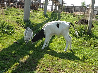 click for enlarge 1280 X 960 493,4 Kb picture