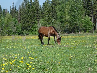 click for enlarge 1920 X 1440 880,5 Kb picture