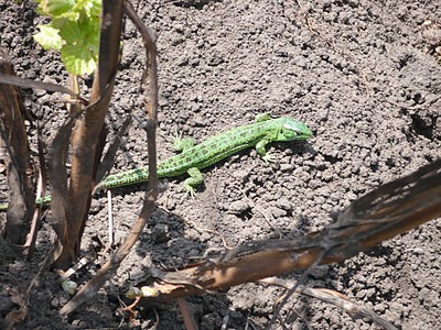 click for enlarge 1024 X 768 334,5 Kb picture