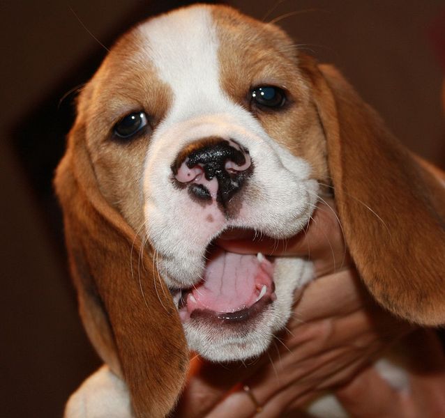 click for enlarge 1200 X 1128 135,4 Kb picture