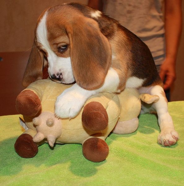 click for enlarge 1031 X 1041 137,9 Kb picture