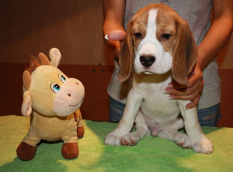 click for enlarge 1200 X 886 117,4 Kb picture