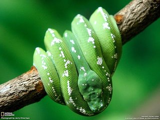 click for enlarge 604 X 453 53,3 Kb picture