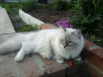click for enlarge 1024 X 768 369,3 Kb picture