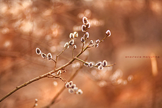 click for enlarge 800 X 533 222,9 Kb picture