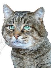 click for enlarge 528 X 704 77,0 Kb picture