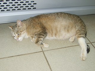 click for enlarge 1920 X 1440 586,6 Kb picture