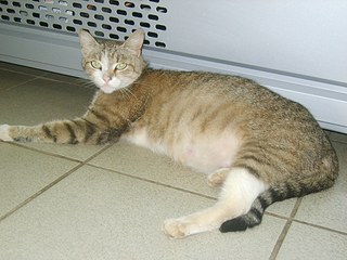 click for enlarge 1920 X 1440 525,4 Kb picture