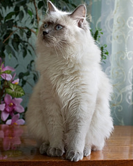 click for enlarge 1920 X 2394 300,5 Kb picture