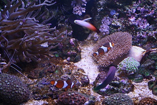 click for enlarge 800 X 533 228,6 Kb picture