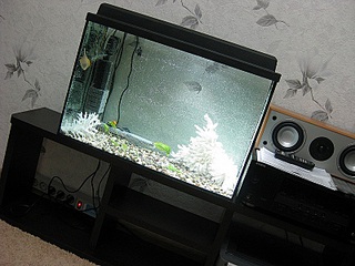 click for enlarge 800 X 600 188,9 Kb picture