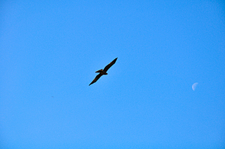 click for enlarge 1500 X 996 83,9 Kb picture