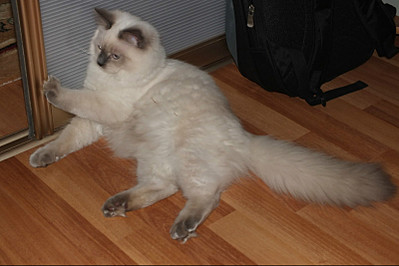 click for enlarge 800 X 533 78,8 Kb picture