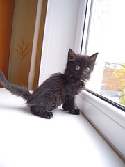 click for enlarge 1920 X 2560 256,3 Kb picture