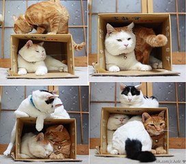 click for enlarge 978 X 862 154,4 Kb picture
