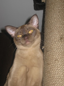 click for enlarge 1704 X 2272 958,5 Kb picture