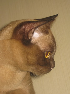 click for enlarge 1704 X 2272 715,3 Kb picture