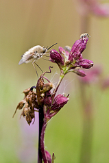 click for enlarge 533 X 800 298,6 Kb picture