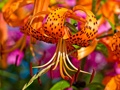 click for enlarge 1920 X 1440 584,7 Kb picture