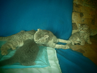 click for enlarge 1920 X 1440 864.3 Kb picture