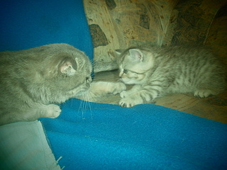 click for enlarge 1920 X 1440 820.7 Kb picture