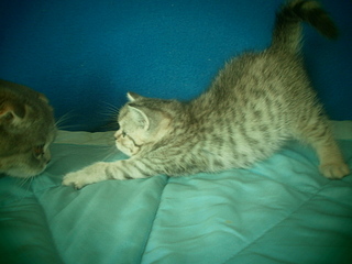 click for enlarge 1920 X 1440 819.6 Kb picture