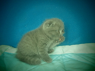 click for enlarge 1920 X 1440 813.3 Kb picture