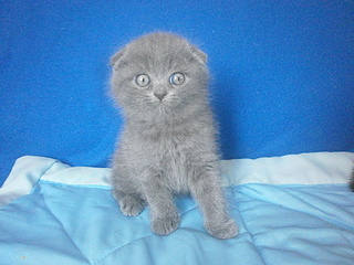 click for enlarge 1920 X 1440 892.4 Kb picture