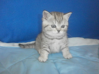 click for enlarge 1920 X 1440 850.0 Kb picture