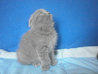 click for enlarge 1920 X 1440 937.0 Kb picture