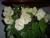 click for enlarge 320 X 240 25.2 Kb picture