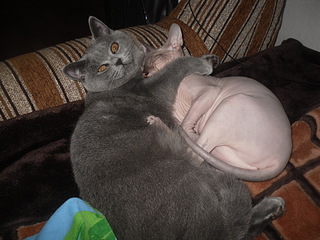 click for enlarge 1920 X 1440 755.6 Kb picture