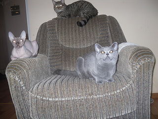 click for enlarge 1920 X 1440 813.9 Kb picture