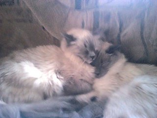 click for enlarge 512 X 384 26.2 Kb picture