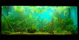 click for enlarge 1920 X 983 530.6 Kb picture