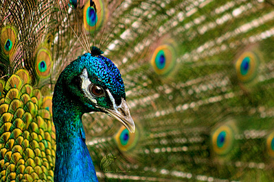 click for enlarge 900 X 600 245.3 Kb picture